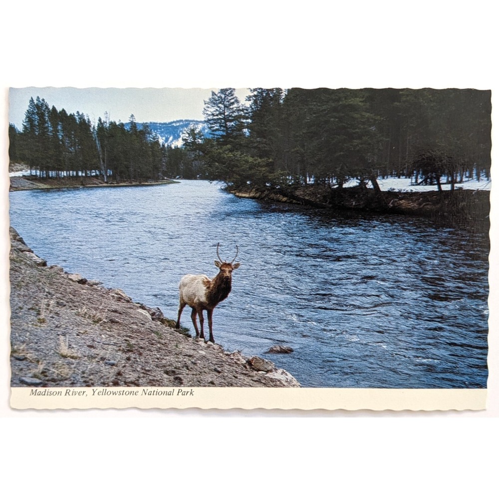 Yellowstone National Park, Wyoming WY Madison River Elk Wildlife 1970s Postcard